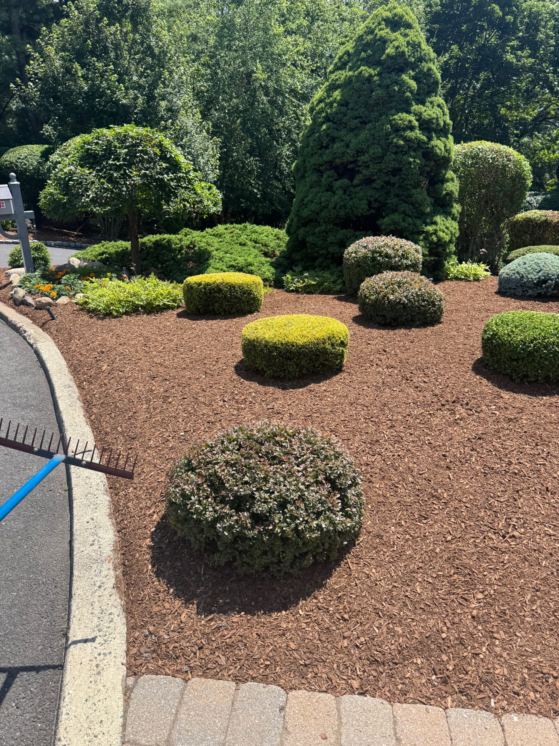 Mulch, Pruning IMG_3351