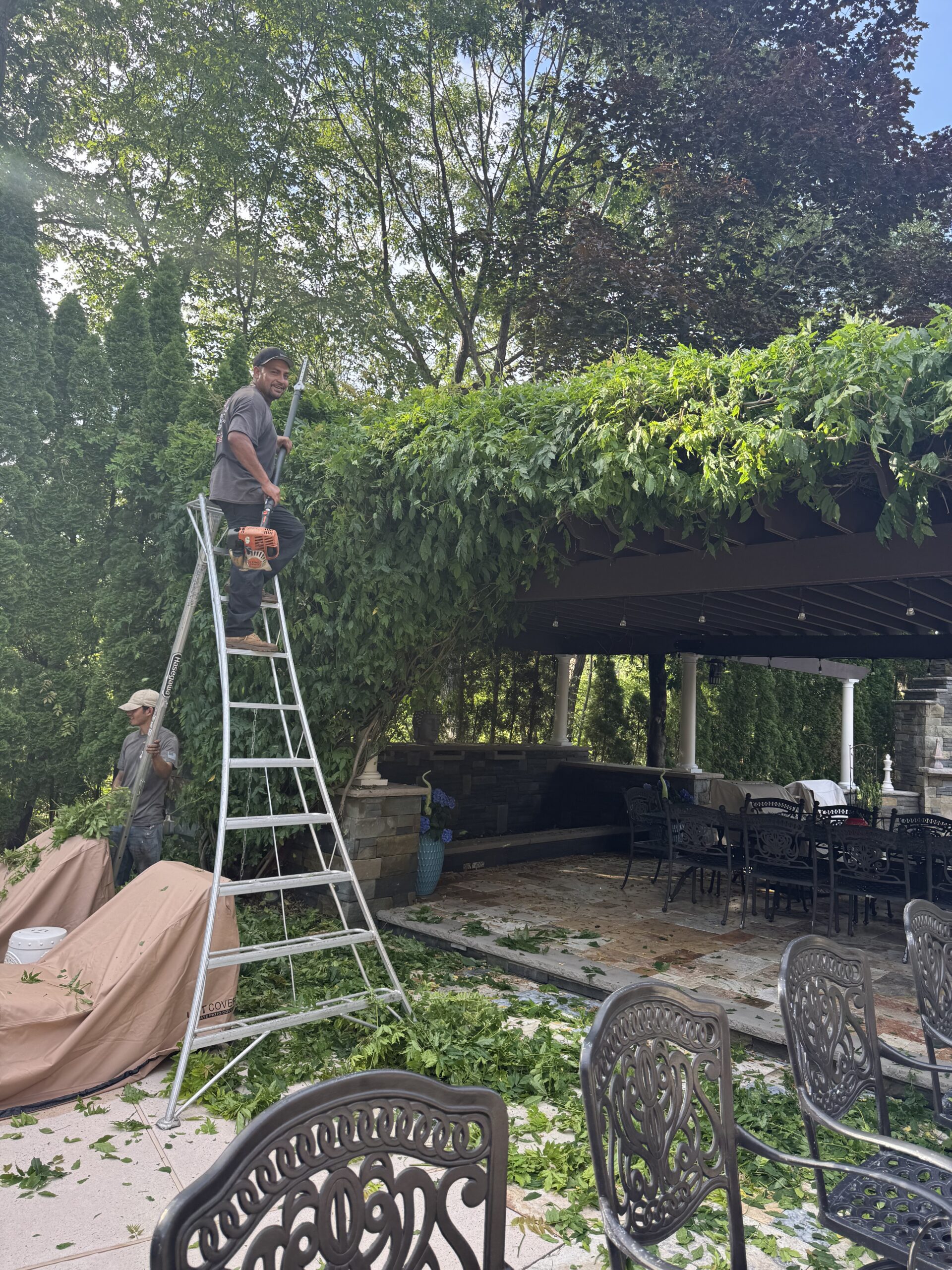 Pruning Grape Arbor IMG_3296